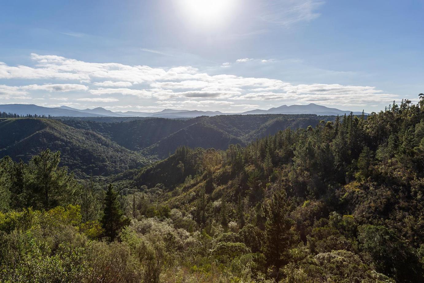 Forest Valley Cottages Κνύσνα Εξωτερικό φωτογραφία
